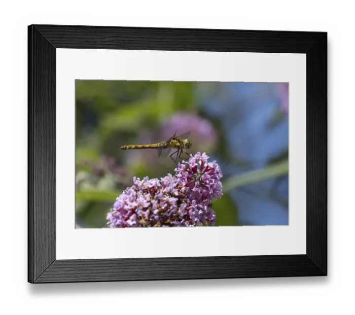 Framed Print : Common darter dragonfly (Sympetrum striolatum) adult insect on a Buddleia plant flower in the summer