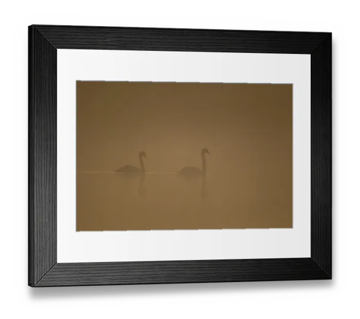 Framed Print : Mute swan (Cygnus olor) two adult birds on a lake in fog weather conditions