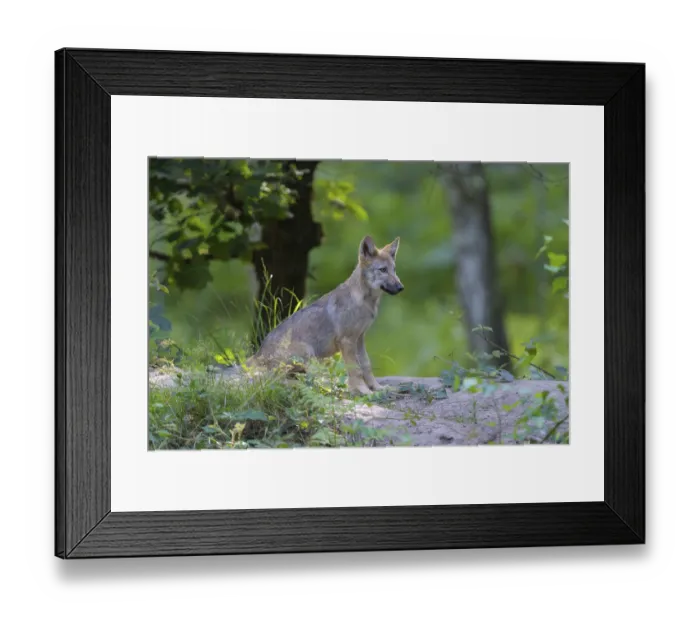 Framed Print : Wolf (Canis lupus), cub in summer, captive