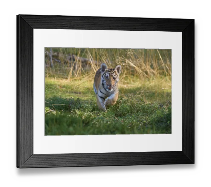 Framed Print : Siberian tiger (Panthera tigris altaica)