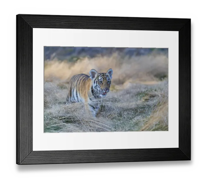 Framed Print : Siberian tiger (Panthera tigris altaica)