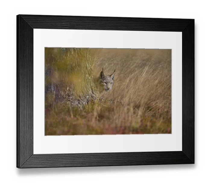 Framed Print : Eurasian lynx (Lynx lynx), in meadow at autumn Framed Print : Eurasian lynx (Lynx lynx), in meadow at autumn