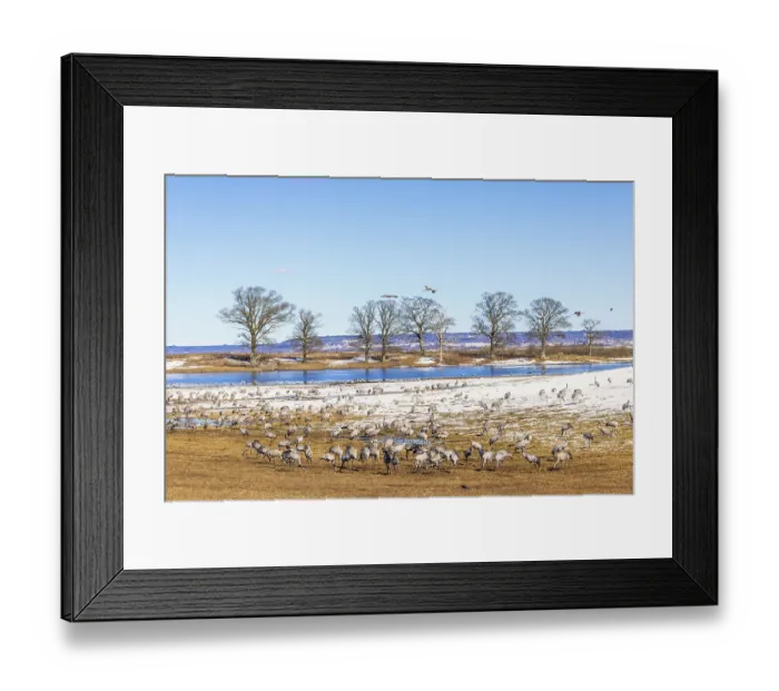 Framed Print : Flock of Eurasian crane (Grus grus)