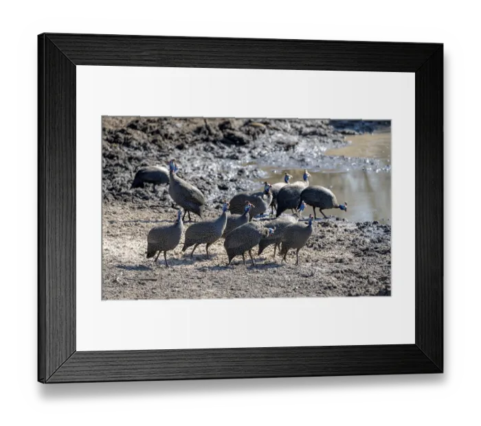 Framed Print : Helmeted guinea fowl (Numida meleagris)