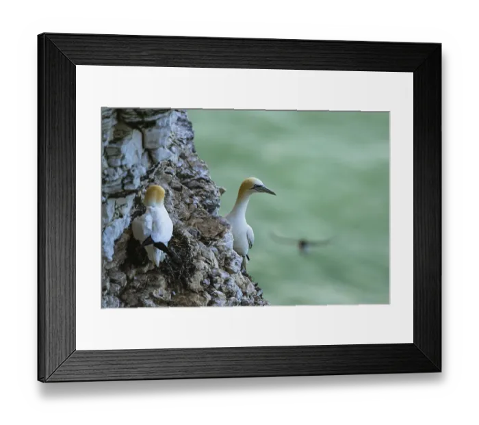 Framed Print : Northern Gannet, Morus bassanus