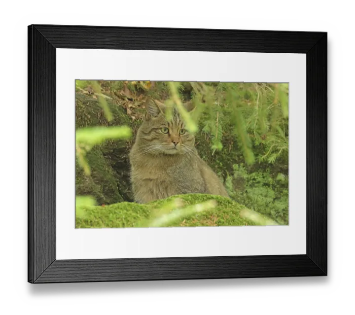Framed Print : Wildcat (Felis silvestris), National Park Framed Print : Wildcat (Felis silvestris), National Park