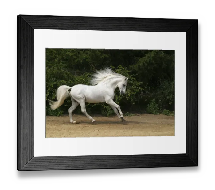 Framed Print : Andalusian, Andalusian horse, Spaniard