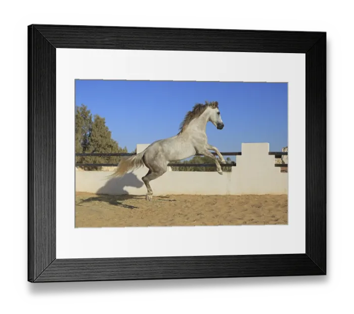 Framed Print : Berber horse, Djerba, Tunisia, Berber, Africa Framed Print : Berber horse, Djerba, Tunisia, Berber, Africa