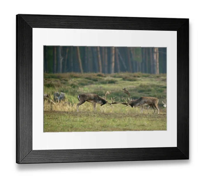 Framed Print : Fallow deer (Dama dama), ranking fights