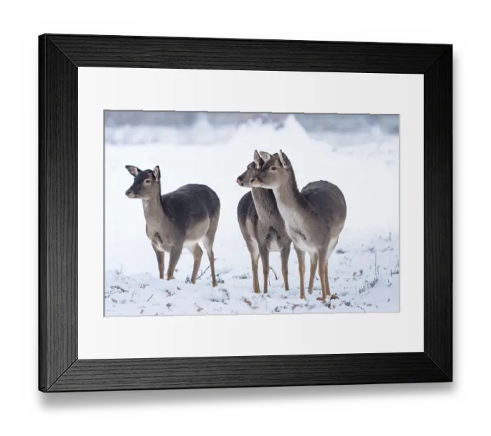 Framed Print : Deer in the snow, Black Forest, Germany, Europe Framed Print : Deer in the snow, Black Forest, Germany, Europe