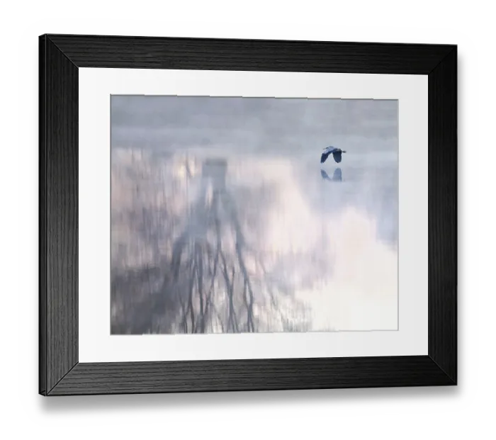 Framed Print : Grey heron (Ardea cinerea), flying Framed Print : Grey heron (Ardea cinerea), flying