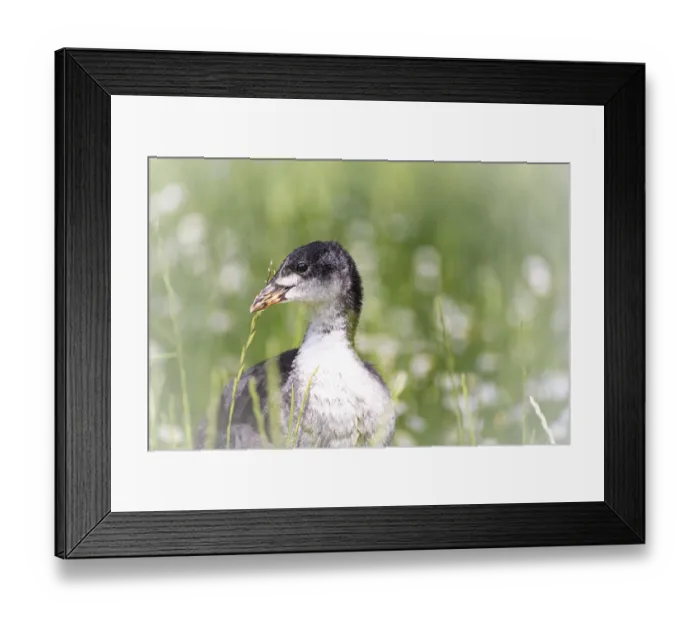 Framed Print : Eurasian Coot chicks (Fulica atra) standing in meadow surrounded by daisies