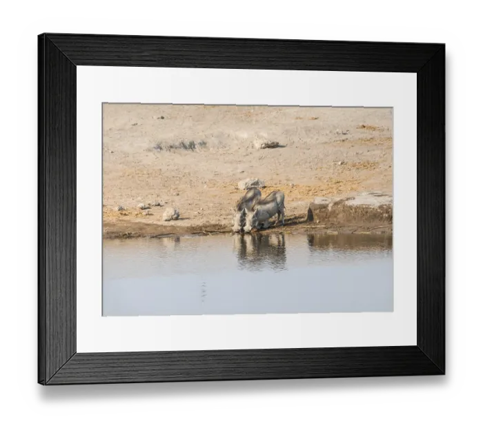 Framed Print : Two warthogs (Phacochoerus africanus) drinking