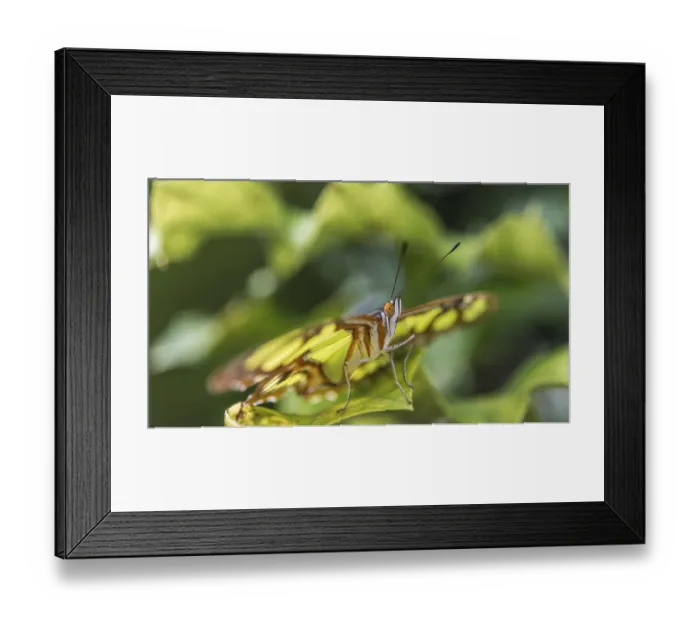 Framed Print : Malachite (Siproeta stelenes), native to South America Framed Print : Malachite (Siproeta stelenes), native to South America
