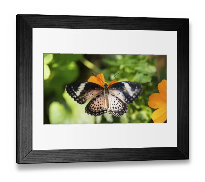 Framed Print : Brown or scarlet peacock (Anartia amathea) on flower Framed Print : Brown or scarlet peacock (Anartia amathea) on flower