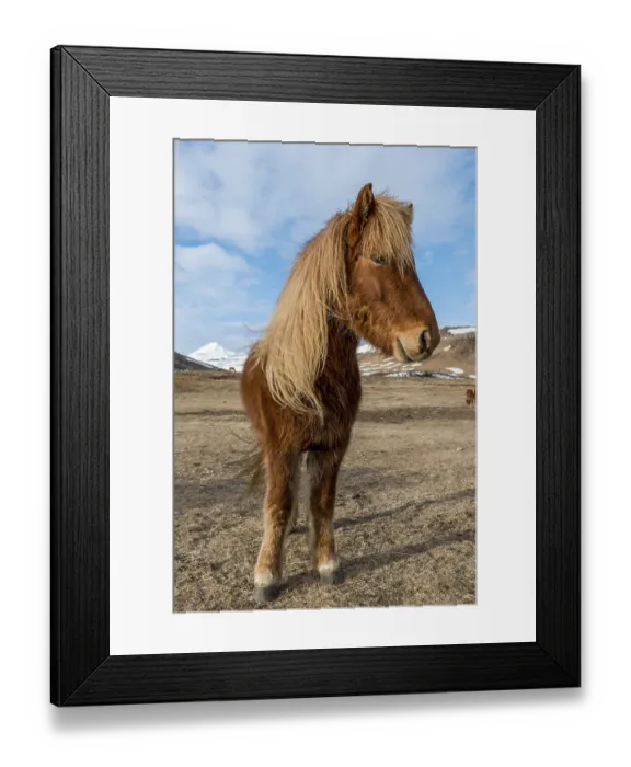 Framed Print : Icelandic horse (Equus islandicus)