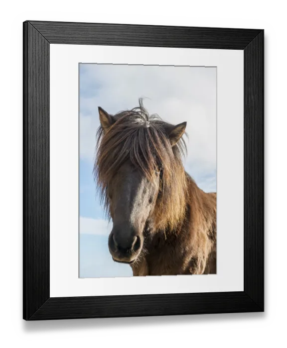 Framed Print : Brown Icelandic horse (Equus islandicus) Framed Print : Brown Icelandic horse (Equus islandicus)