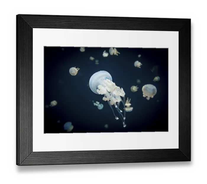 Framed Print : Jellyfish with white dots, root mouth jellyfish (Phyllorhiza punctata)