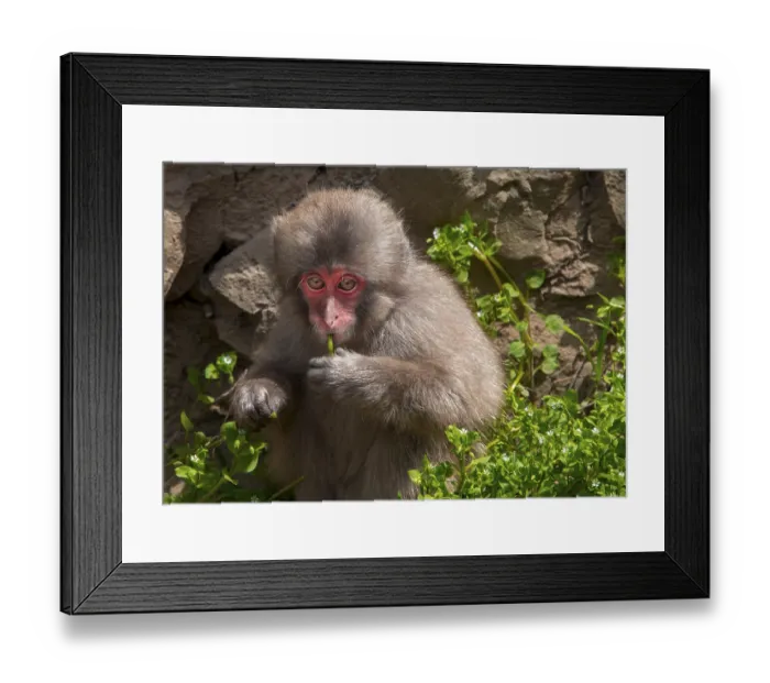 Framed Print : Japanese macaque (Macaca fuscata) Framed Print : Japanese macaque (Macaca fuscata)
