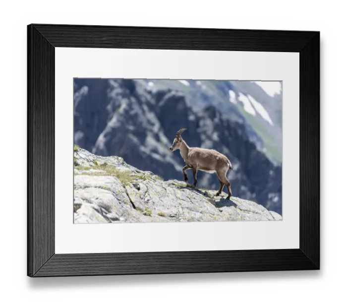 Framed Print : Alpine Ibex (Capra ibex) laeuft ueber Fels