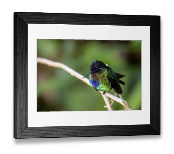 Framed Print : Fiery-throated hummingbird (Panterpe insignis) sitting on a branch Framed Print : Fiery-throated hummingbird (Panterpe insignis) sitting on a branch