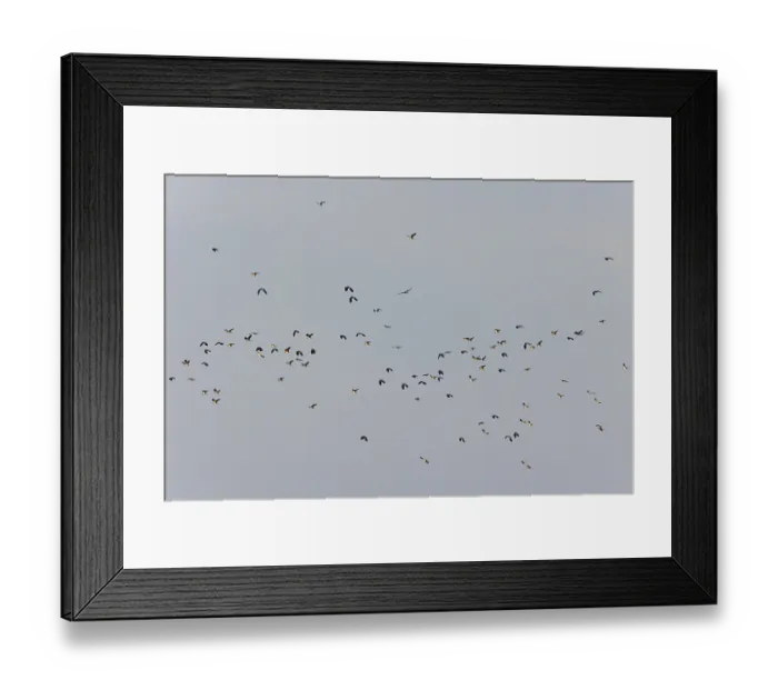 Framed Print : Northern lapwing (Vanellus vanellus)