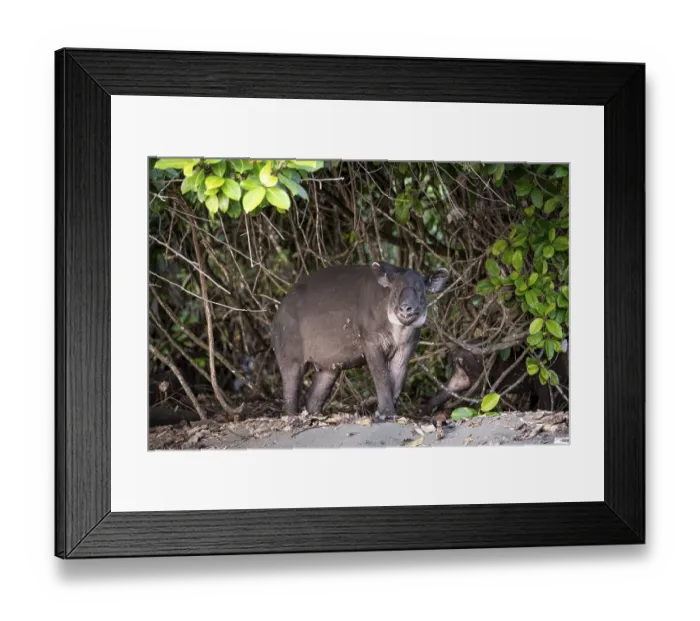 Framed Print : Baird's tapir (Tapirus bairdii)