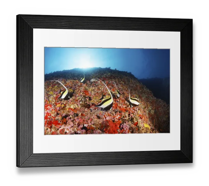 Framed Print : Moorish idols (Zanclus cornutus) foraging on steep face with corals and sponges