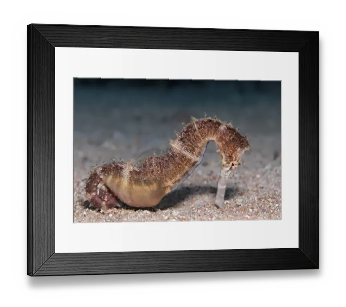 Framed Print : Spiny Seahorse (Hippocampus histrix) on sandy ground