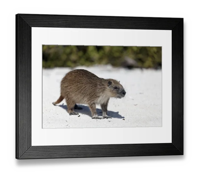 Framed Print : Desmarest's hutia (Capromys pilorides)