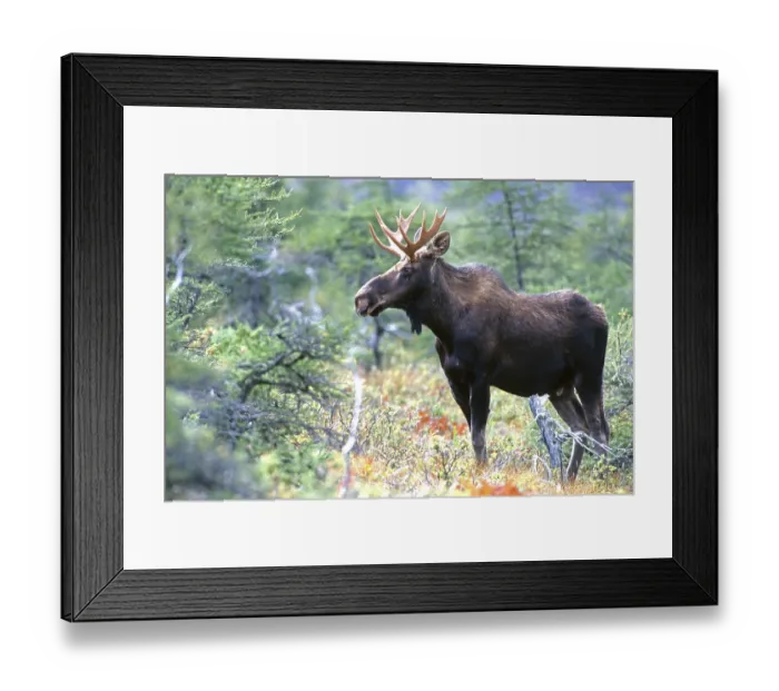 Framed Print : Moose. Alces alces. Bull moose standing and watching Framed Print : Moose. Alces alces. Bull moose standing and watching