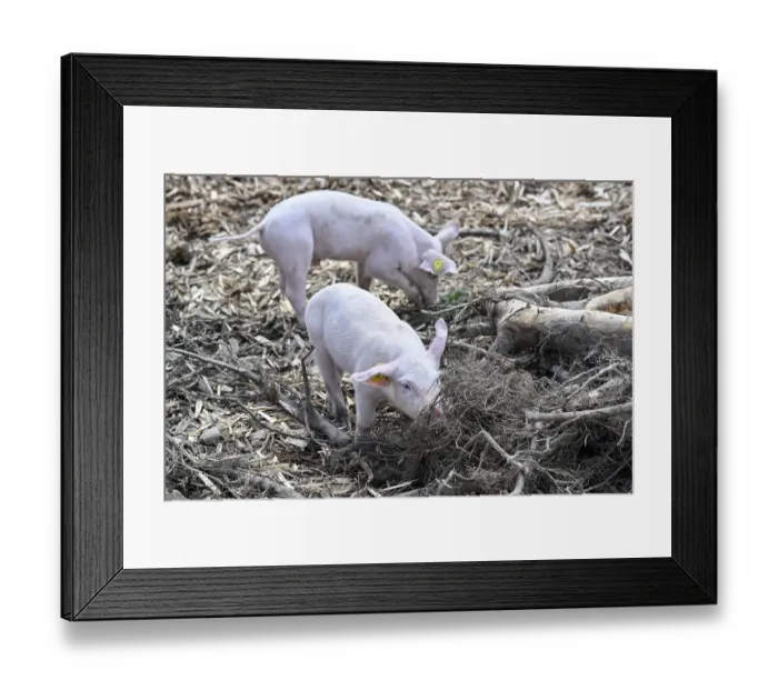 Framed Print : Piglet run