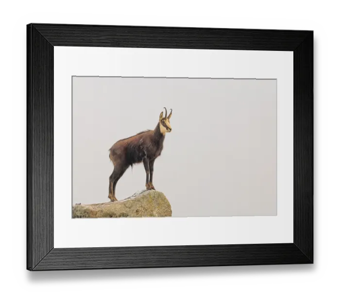 Framed Print : An adult male chamois (Rupicapra rupicapra) stands on a rock in dense fog at sunrise Framed Print : An adult male chamois (Rupicapra rupicapra) stands on a rock in dense fog at sunrise