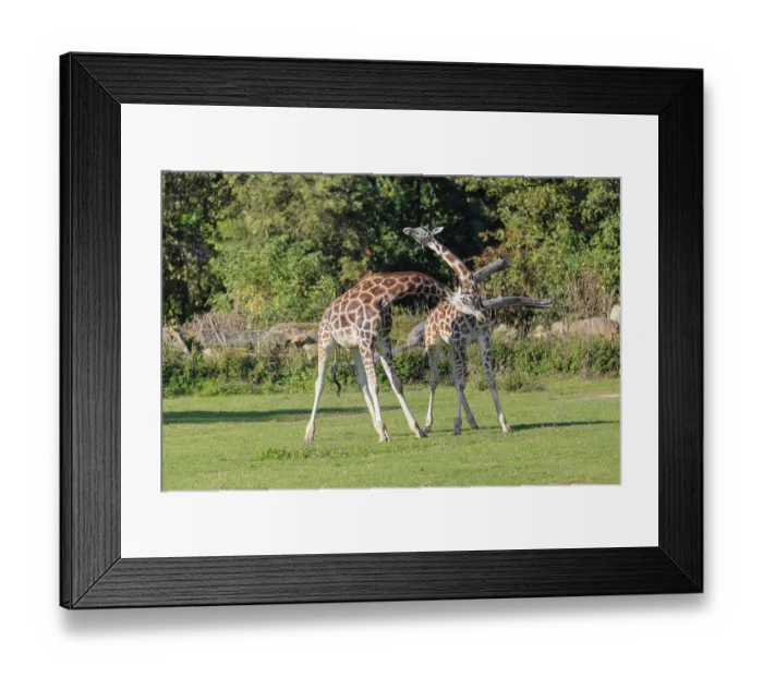 Framed Print : Two male Rothschild's Giraffe (Giraffa camelopardalis camelopardalis)