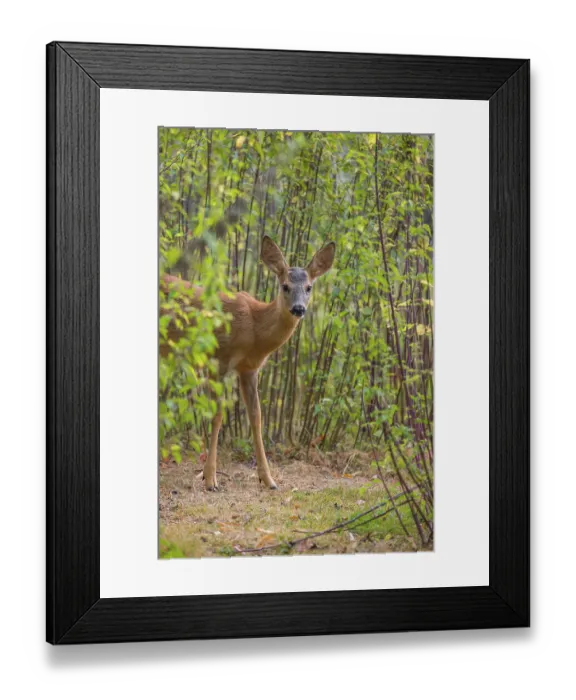 Framed Print : A roe deer fawn (Capreolus capreolus) stands in a nettle thicket