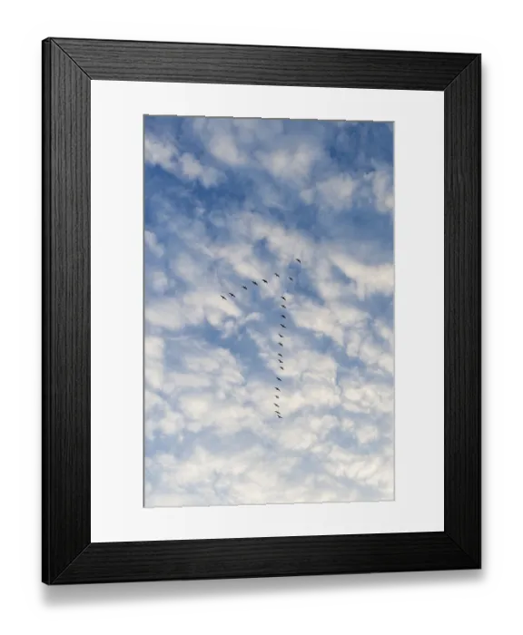 Framed Print : Migratory birds flying in V-formation in a slightly cloudy sky Framed Print : Migratory birds flying in V-formation in a slightly cloudy sky