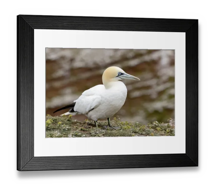 Framed Print : Northern gannet (Morus bassanus) Framed Print : Northern gannet (Morus bassanus)