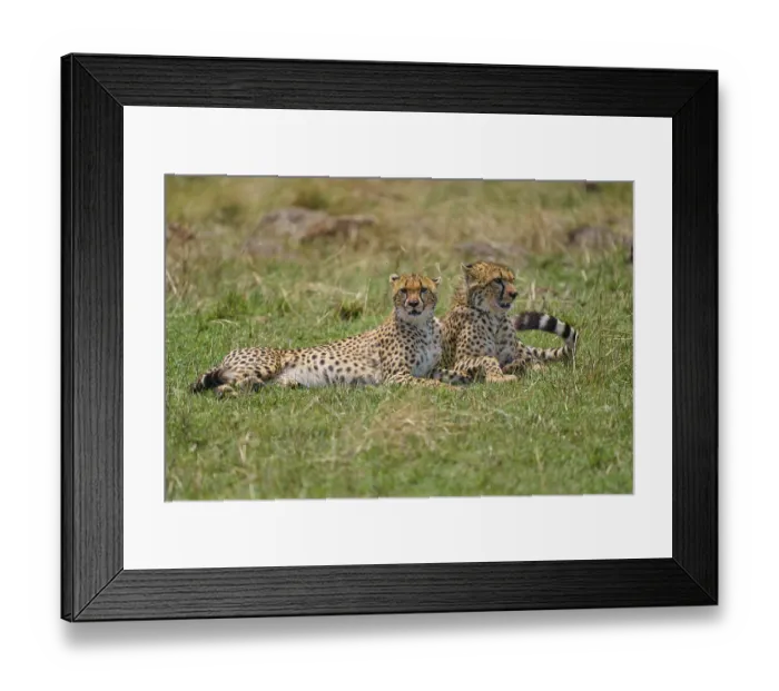 Framed Print : Cheetah (acinonyx jubatus), two animals lying together