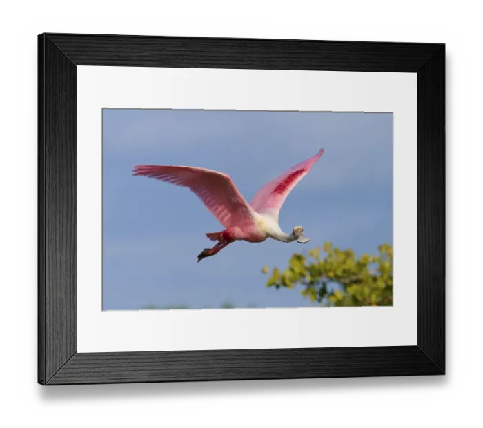 Framed Print : Roseate spoonbill (Ajaja ajaja)