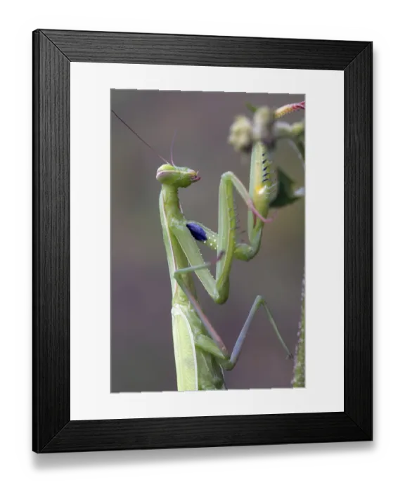 Framed Print : European Praying Mantis (Mantis religiosa) Framed Print : European Praying Mantis (Mantis religiosa)