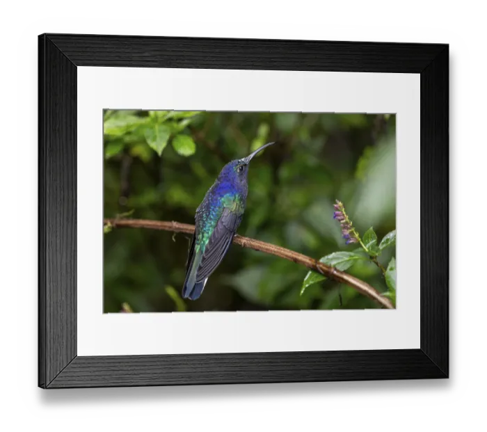 Framed Print : Violet Sabrewing (Campylopterus hemileucurus) or Purple Sabrewing
