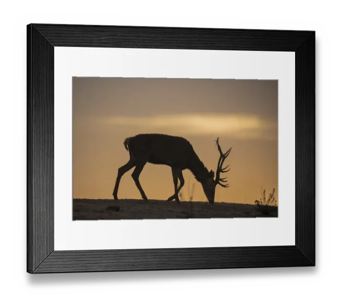 Framed Print : Red deer (Cervus elaphus), male