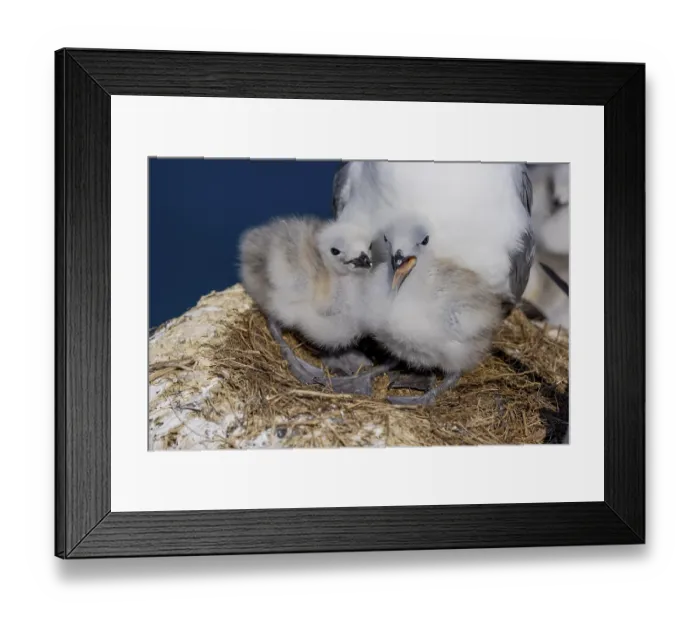 Framed Print : Kittiwakes (Rissa tridactyla), breeding in Vardoe Harbour