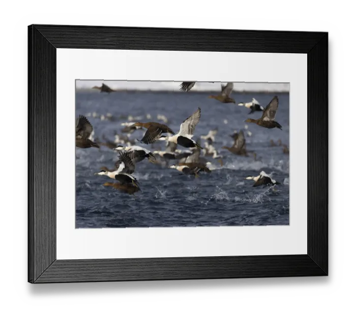 Framed Print : Common eiders (Somateria mollissima) Framed Print : Common eiders (Somateria mollissima)