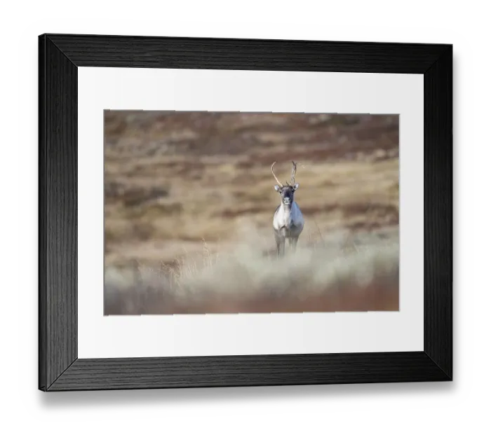 Framed Print : Wild mountain reindeer (Rangifer tarandus tarandus) Framed Print : Wild mountain reindeer (Rangifer tarandus tarandus)
