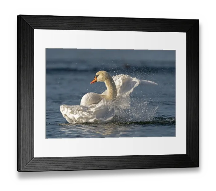 Framed Print : Mute swan (cygnus olor) bathes