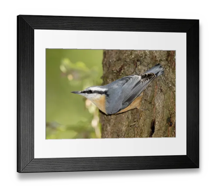 Framed Print : Eurasian nuthatch (Sitta europaea) on a tree trunk