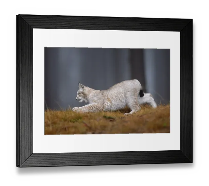 Framed Print : Eurasian lynx (Lynx lynx), in a forest Framed Print : Eurasian lynx (Lynx lynx), in a forest
