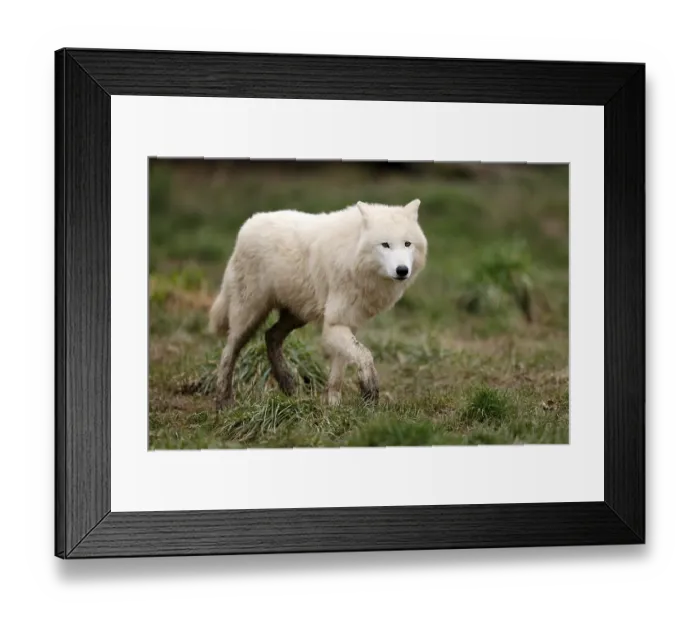 Framed Print : Arctic wolf (Canis lupus arctos) running in a meadow