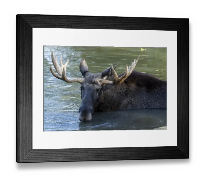 Framed Print : European elk (Alces alces), bull during the rut in a pond